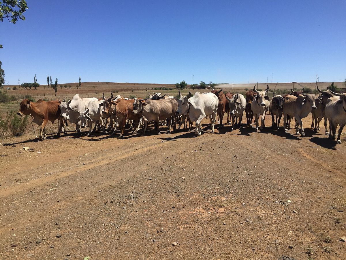 Cattle on a road between homes at Botshabelo, Free State