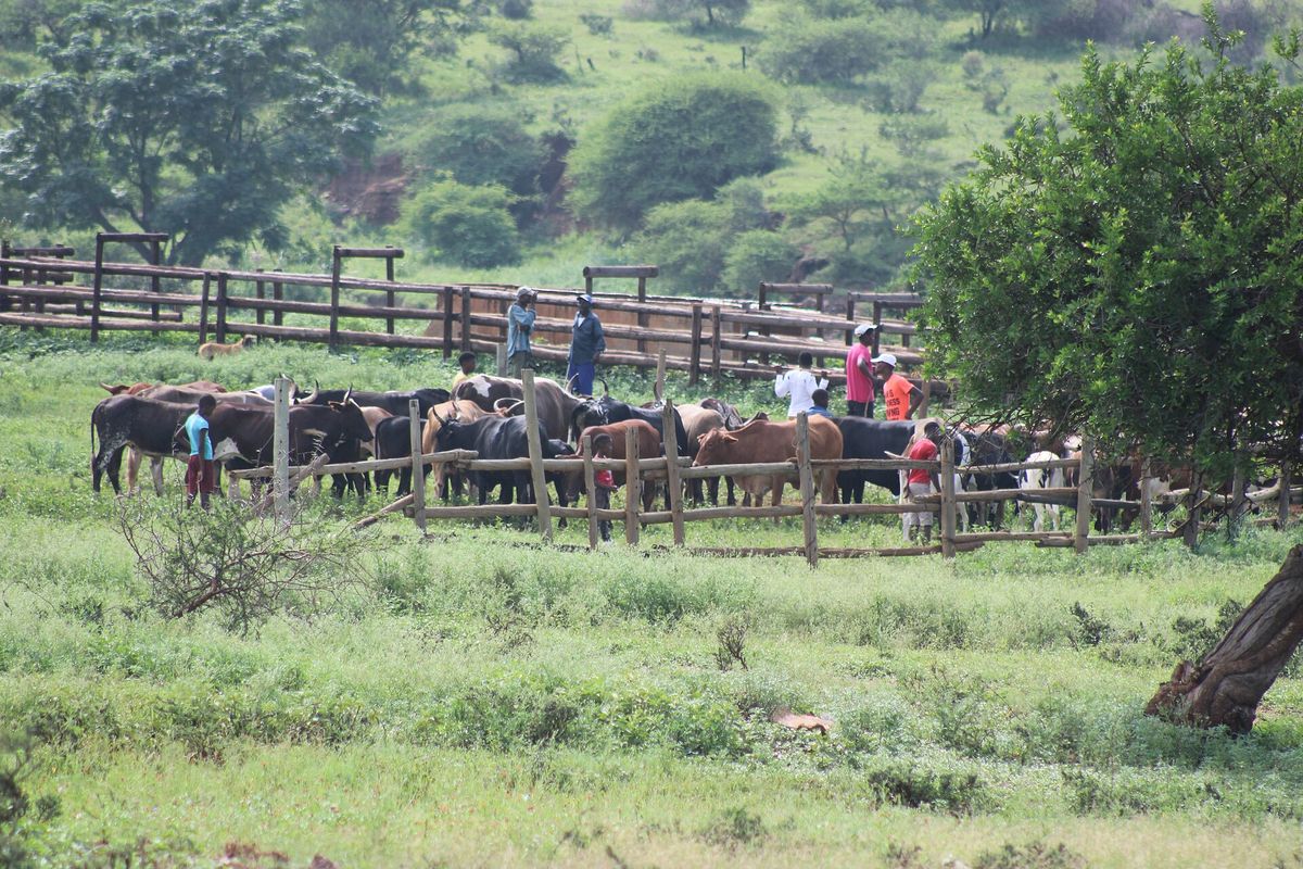 Cattle in a crush at a community dip in KwaZulu-Natal