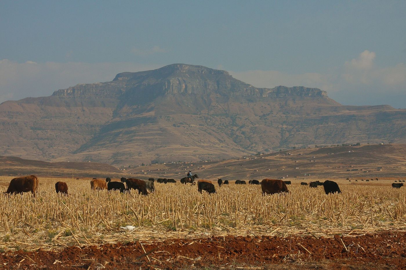A rider herding cattle below a mountain in South Africa