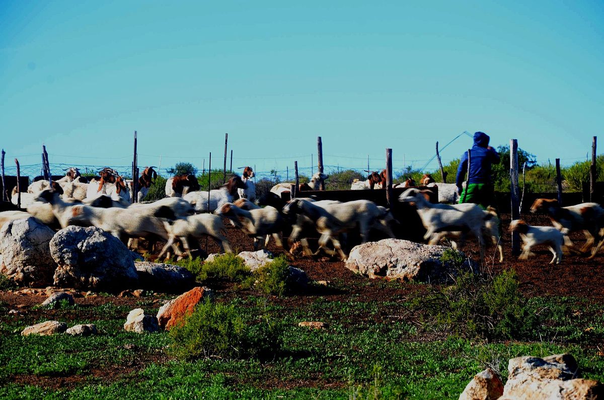 Goats and sheep leaving a kraal in Namaqualand