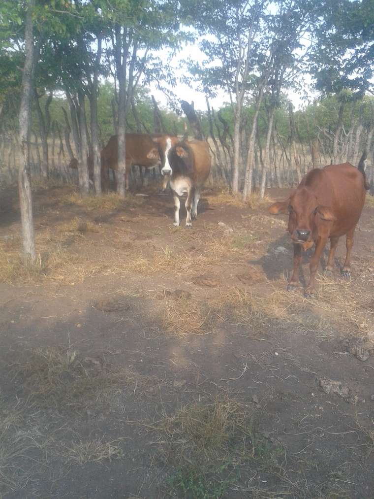 A young farmer's cattle in a kraal in Southern Africa