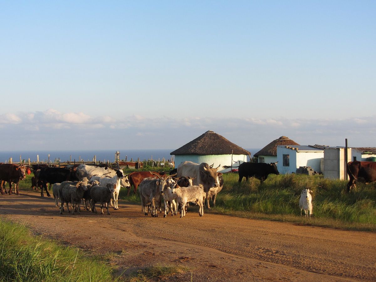 Cows coming home to a homestead in Pondoland, Eastern Cape