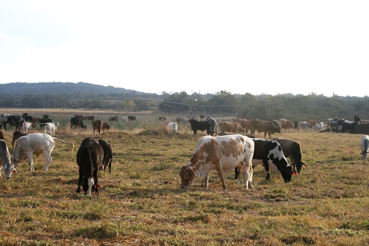 A commercial herd grazing on the Waterberg plateau, Limpopo