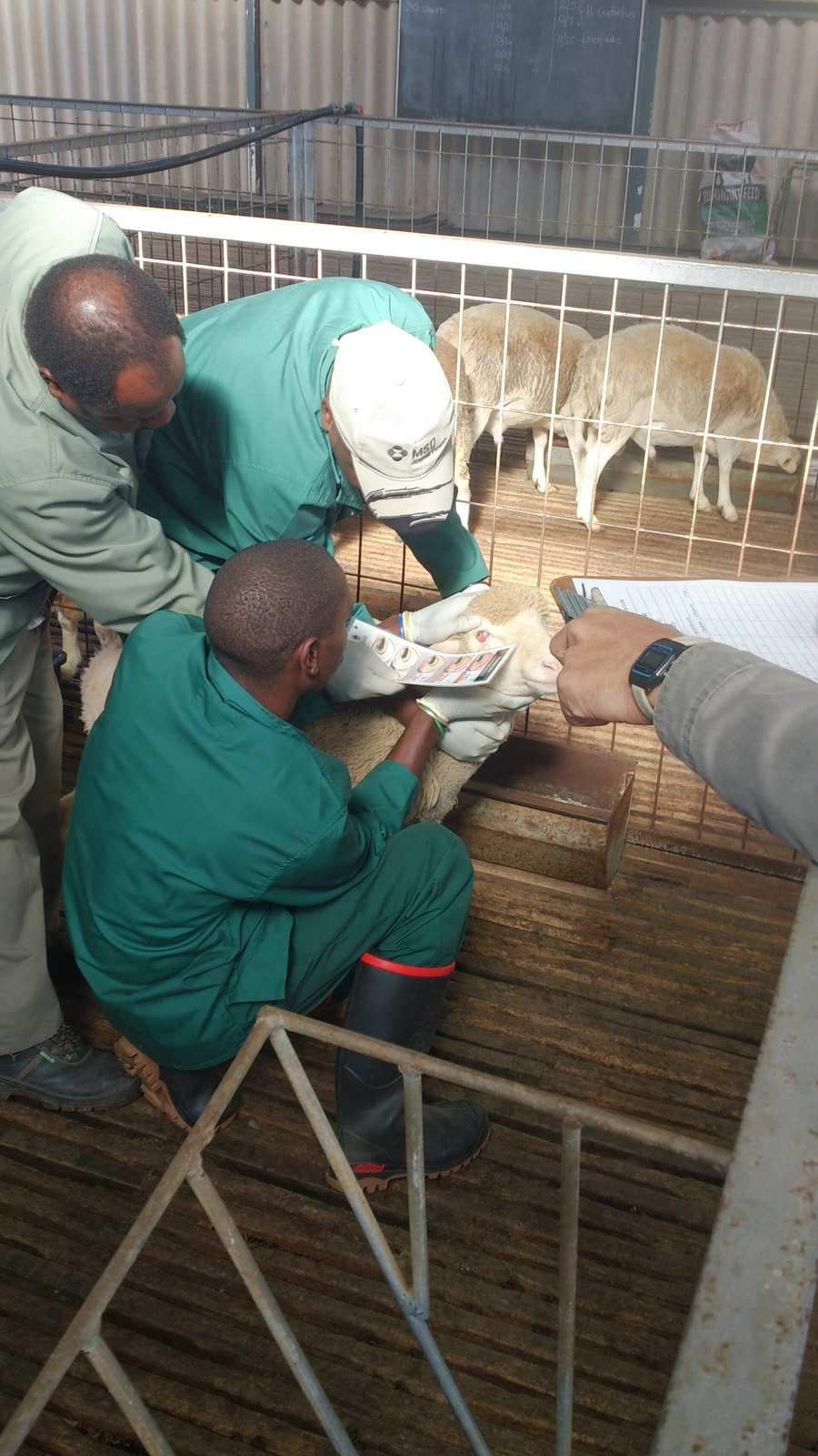 Livestock professionals checking a sheep's health in Malelane, South Africa
