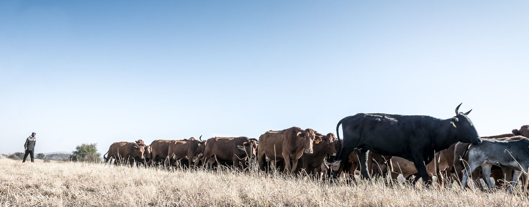 A herder walking cattle through winter grass in the Free State